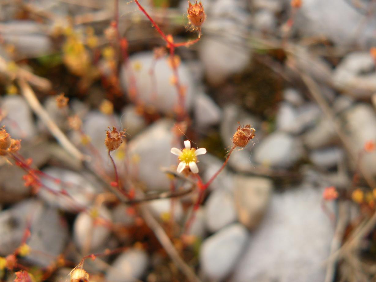 Saxifraga tridactylites